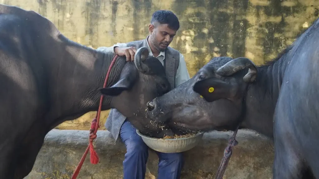 animal welfare campaigns in India