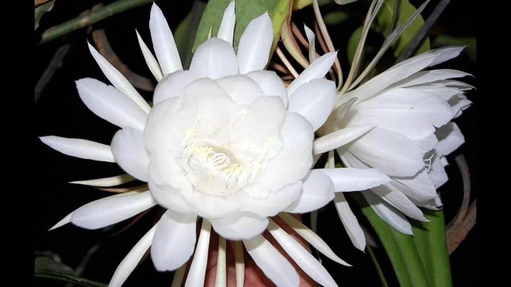 Brahma Kamal (Saussurea Obvallata)