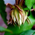 Brahma Kamal