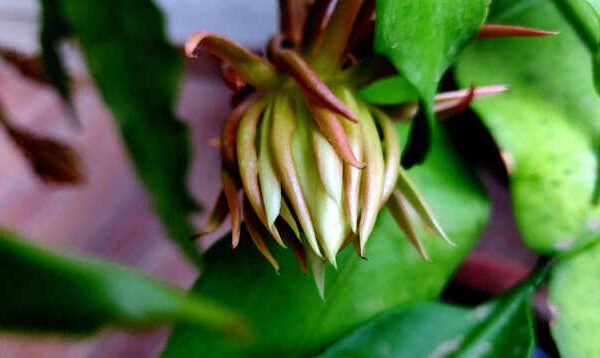Brahma Kamal