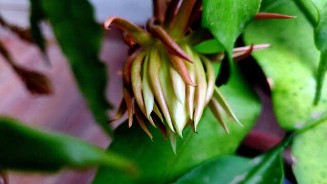 Brahma Kamal